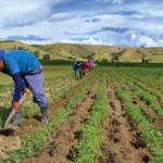 Presidente encabeza hoy en LV acto por el Día del Agricultor